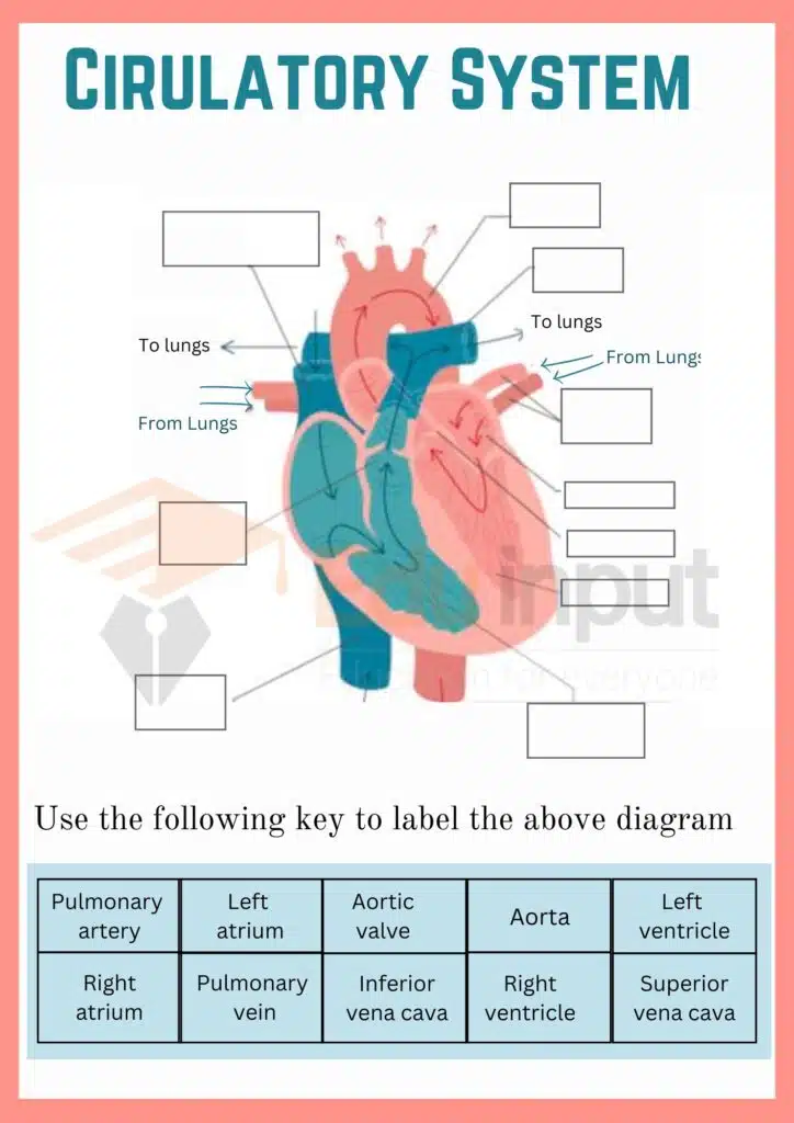 Cirulatory System Worksheet for 4 6 Grade