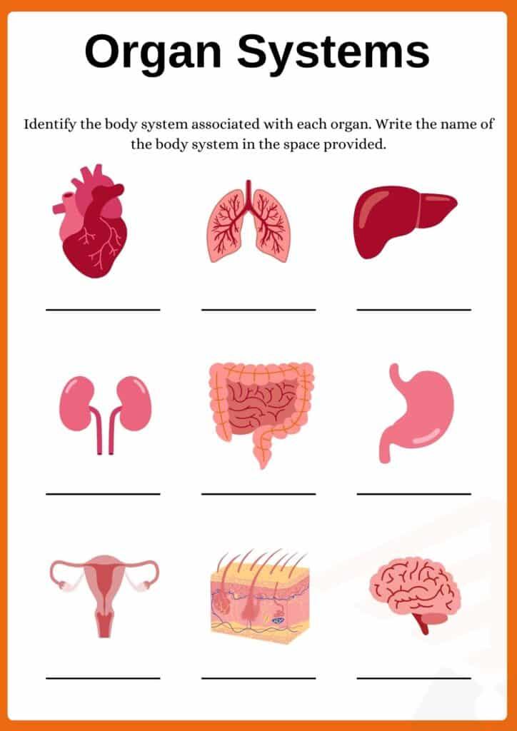 Identify the organs worksheet of organ systems 2