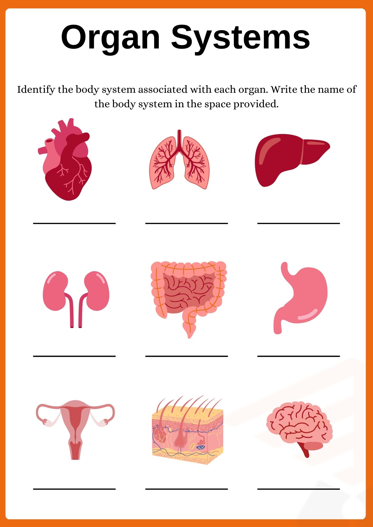 Organ System Worksheets