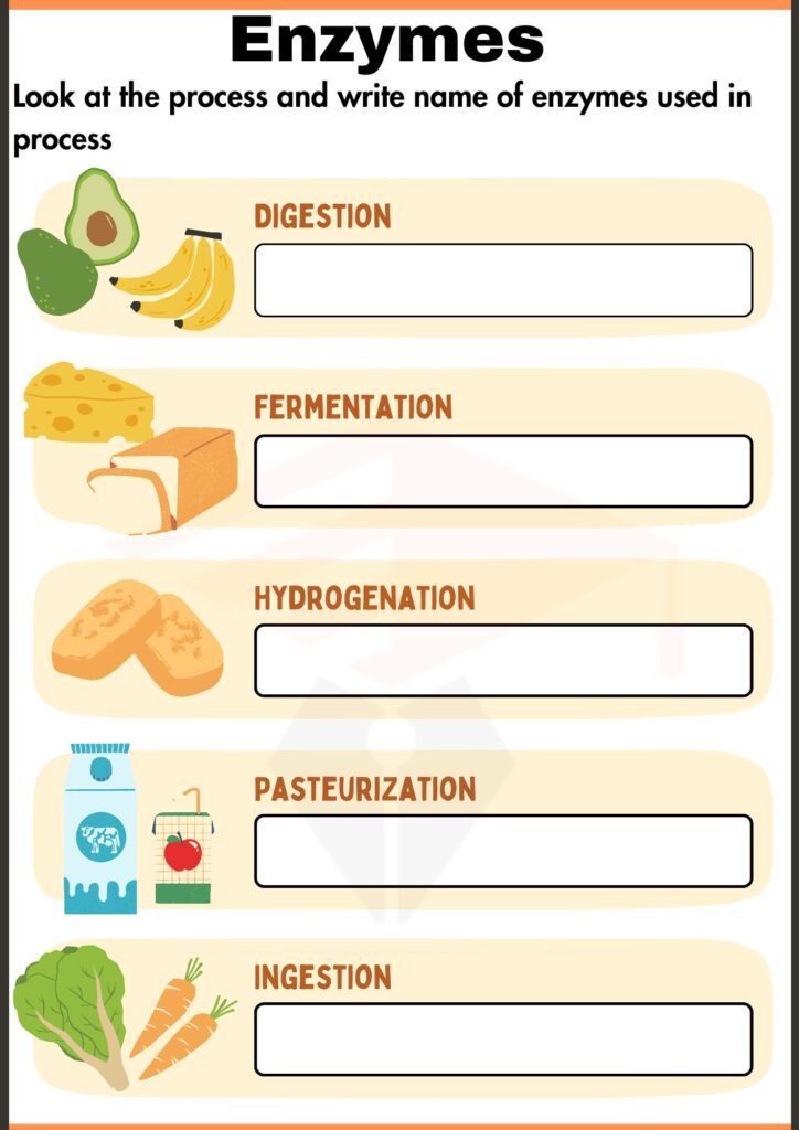 Pairing Enzymes with Their Processes worksheets of enzyme
