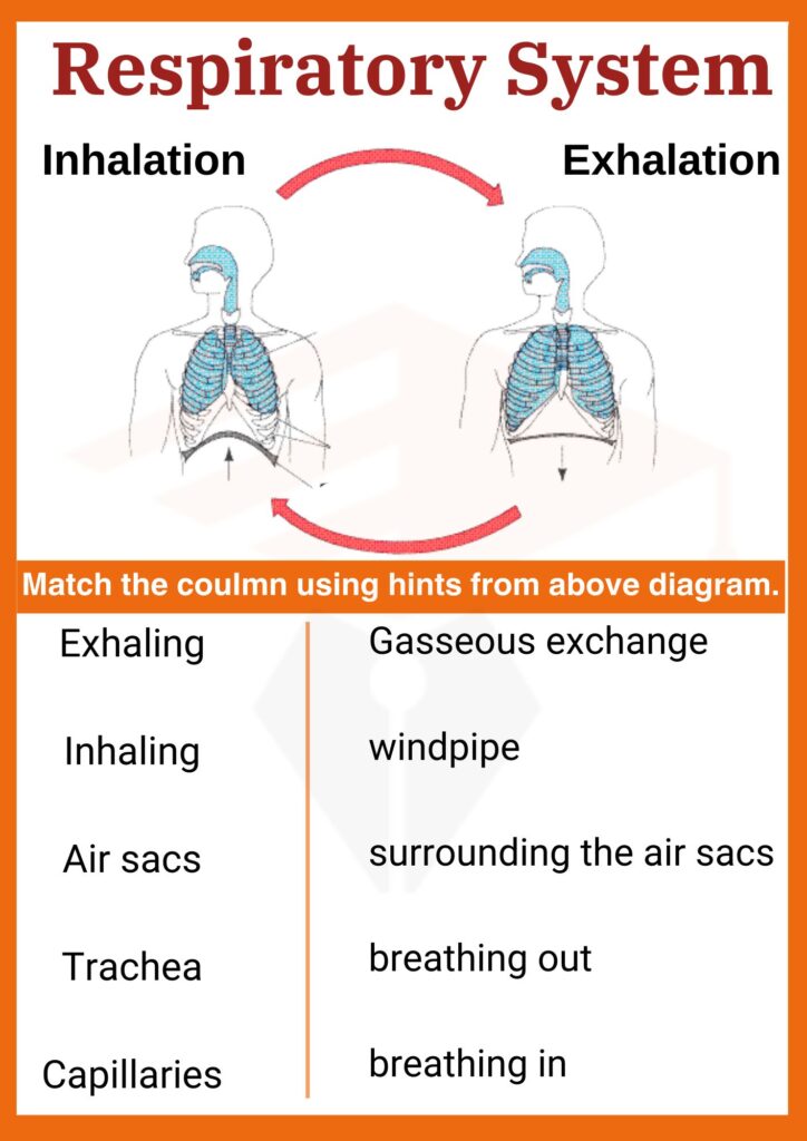 Respiratory System Worksheet for grade 8