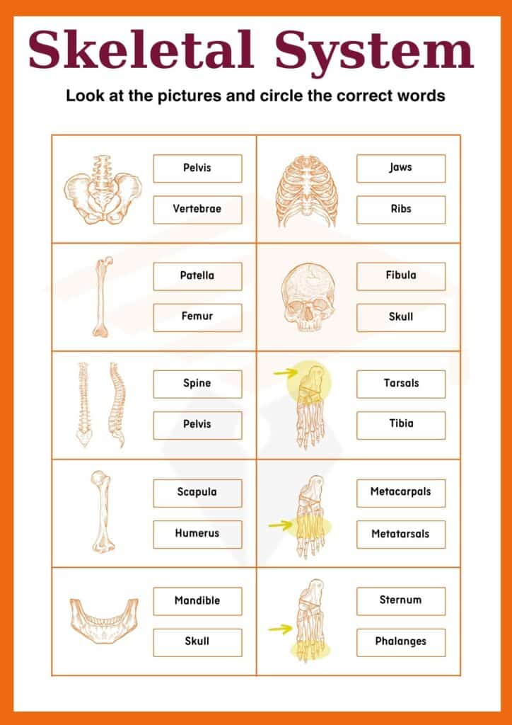 Skeletal System worksheet for grade 6