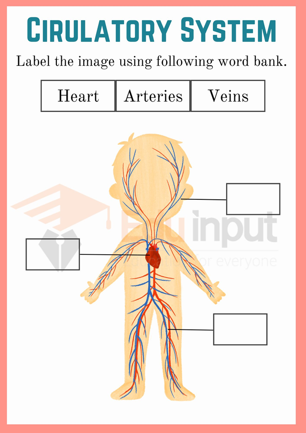 Circulatory system Worksheets