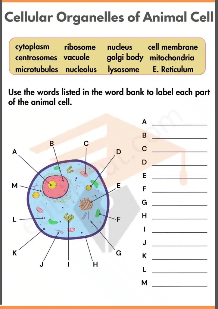 Cellular Organelles of Animal cell worksheet