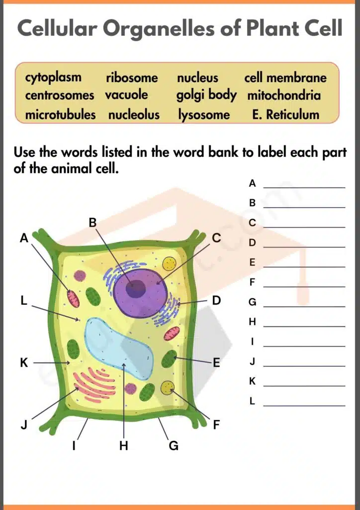 Cellular Organelles of plant cells worksheet