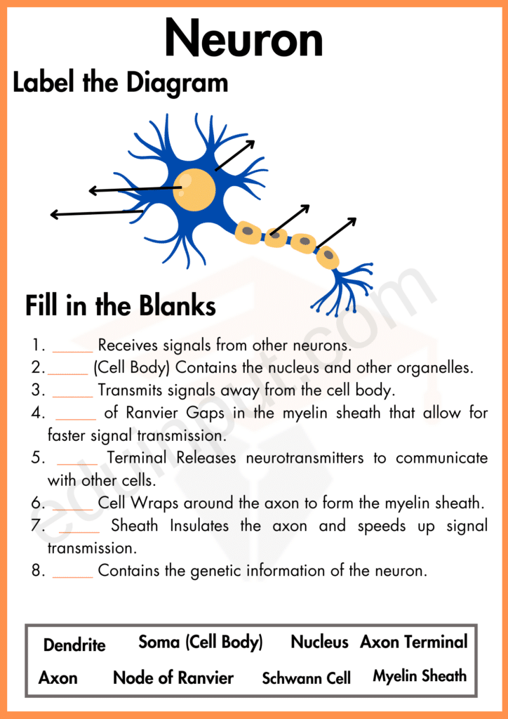 Labelling and fill in the blank worksheet of neuron