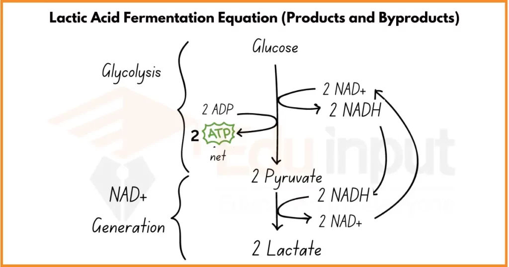 image showing Lactic Acid Fermentation Equation 