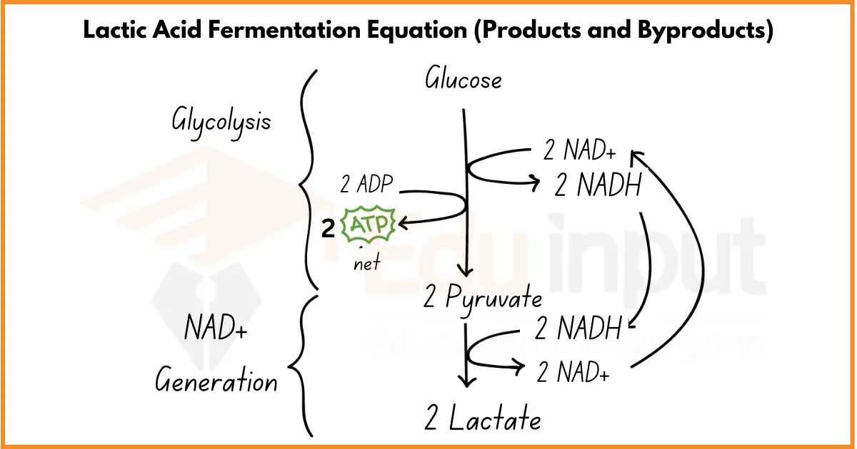 Lactic Acid Fermentation-Definition, Equation, and Steps