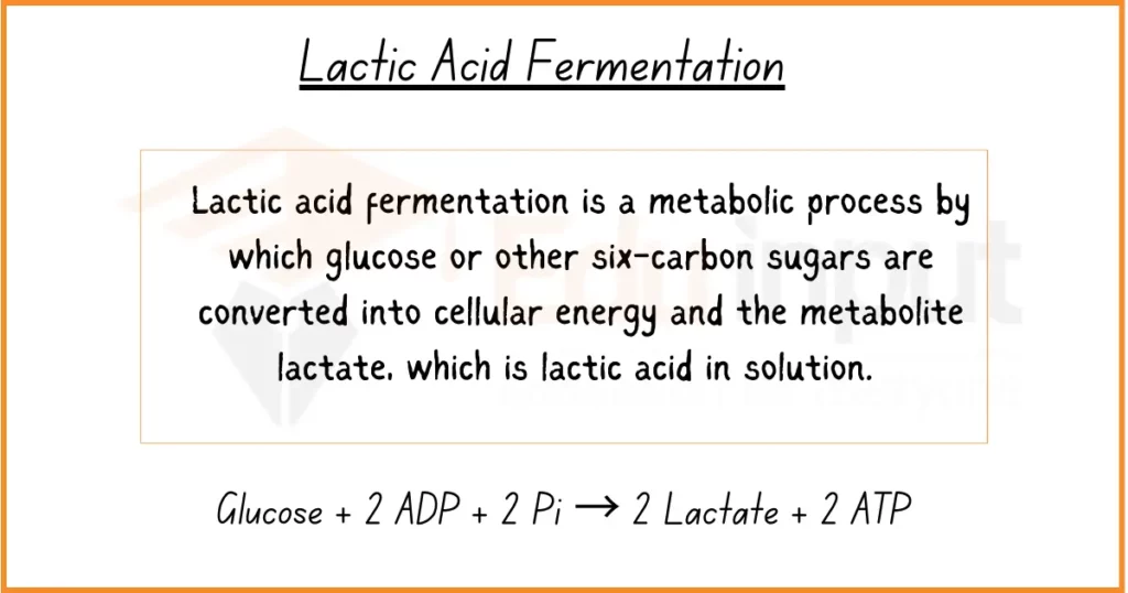 Lactic Acid Fermentation definition and equation image