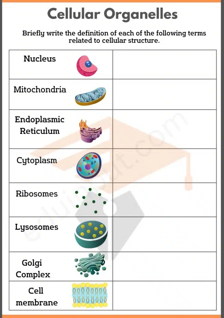 Write definition of Cellular Organelles eduinput.comworksheet