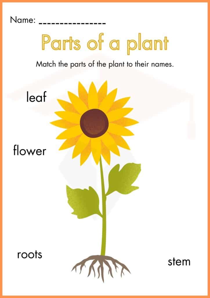 Image showing Science worksheets for kindergarten