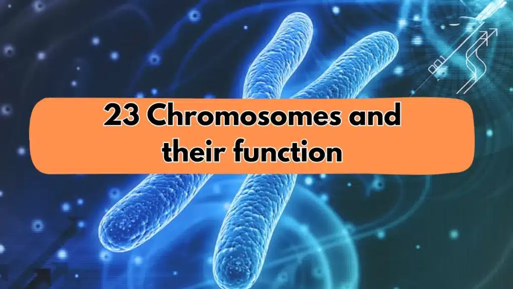 23 chromosomes and their function image