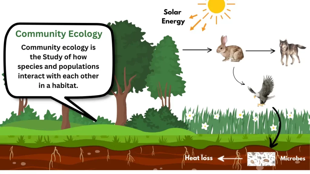 Community Ecology Definition image 1