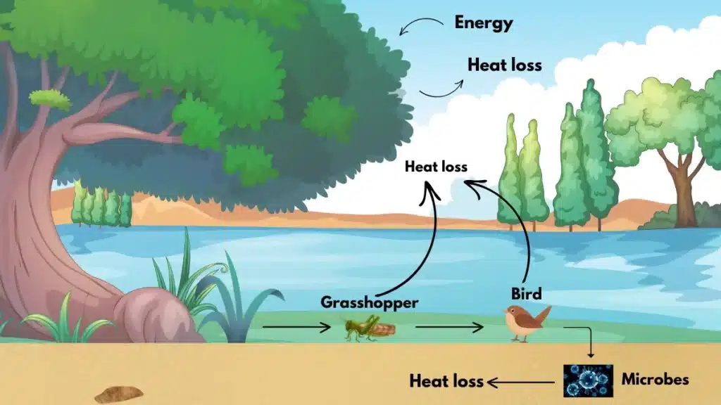 Image showing Community ecology structure