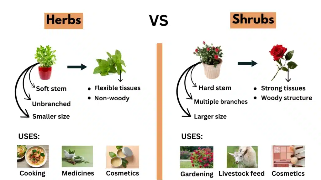 Difference between Herbs and Shrubs Image