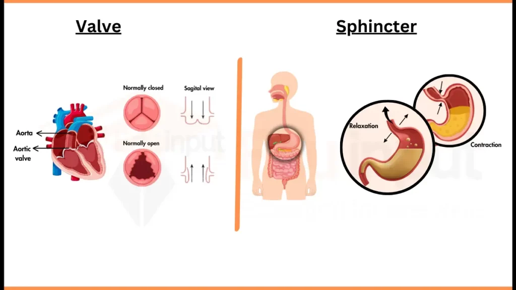 Valve Vs Sphincter image