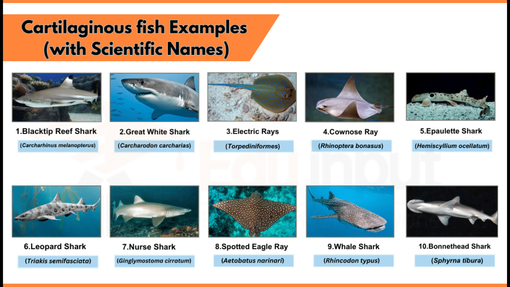 10 examples of Cartilaginous fish with scientific names Image