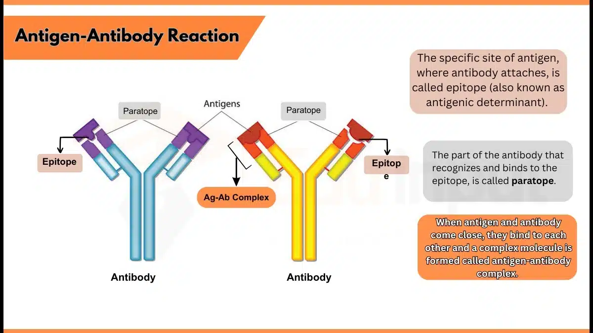 Antigen-Antibody Reaction: Definition, Properties, Stages, and Types