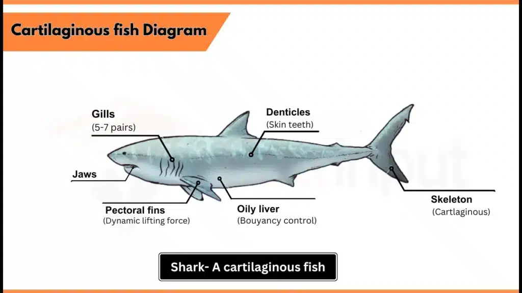 Cartilaginous Fish image