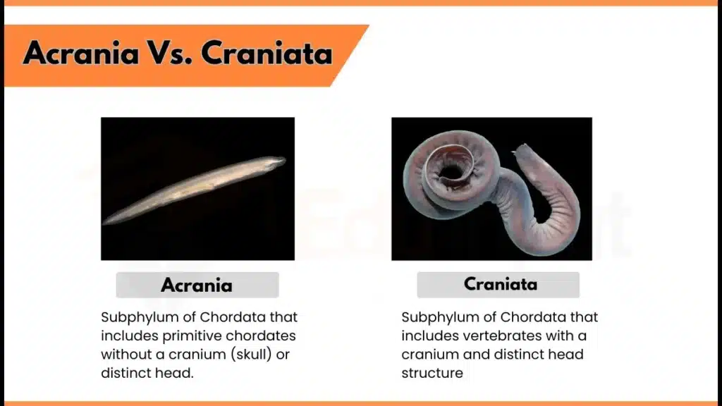 Difference between Acrania and Craniata Image