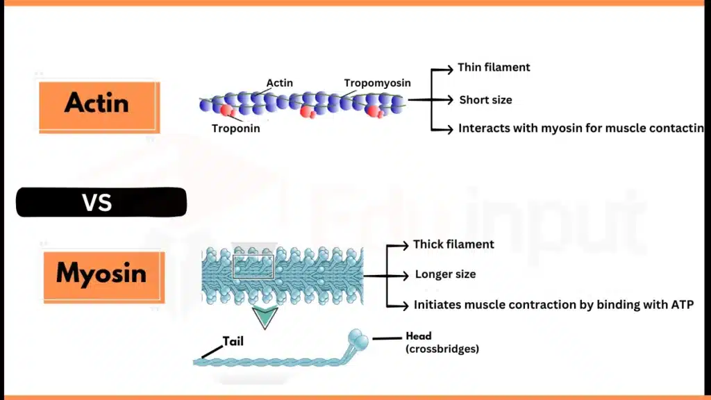 Image showing Actin Vs. Myosin