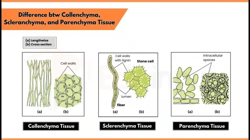 Difference between Collenchyma Sclerenchyma and Parenchyma tissue Image