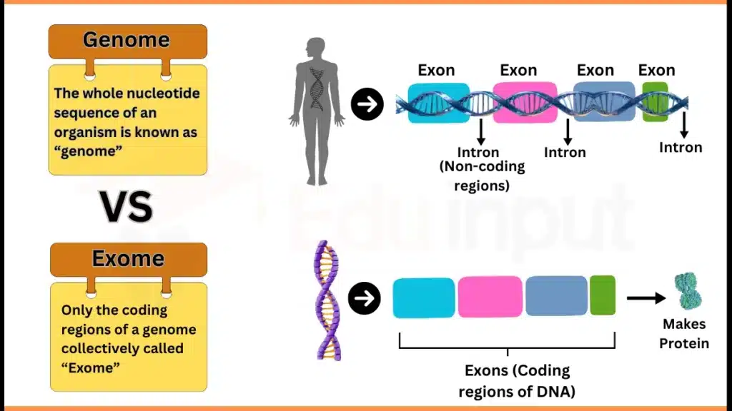 Image showing Genome Vs. Exome