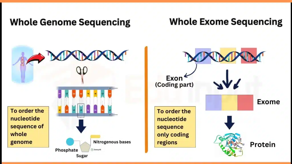 Image showing Whole Genome Sequencing Vs. Whole Exome Sequencing