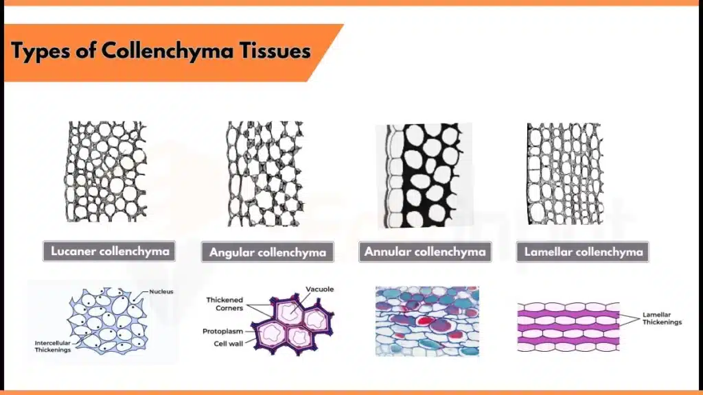 Types of Collenchyma Image