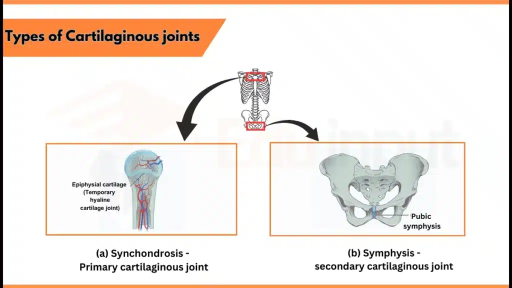 Types of cartilaginous joints Image