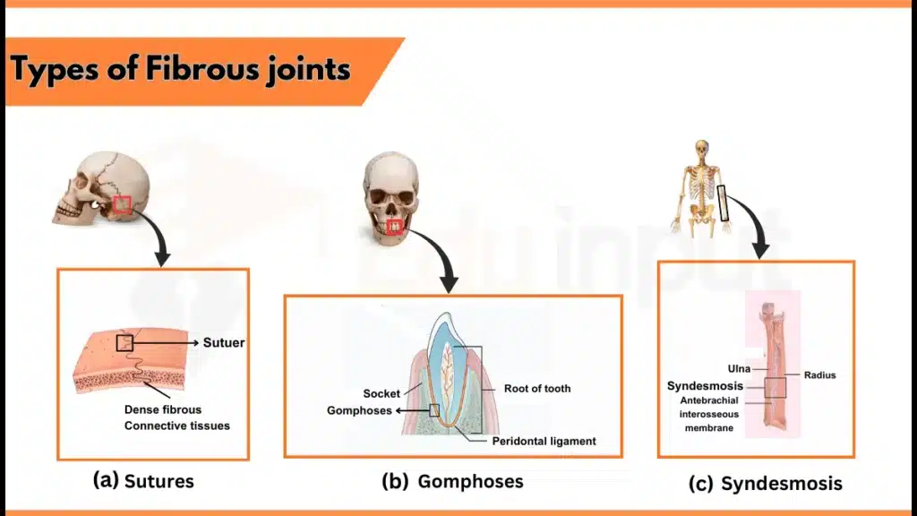 Types of fibrous joints Image