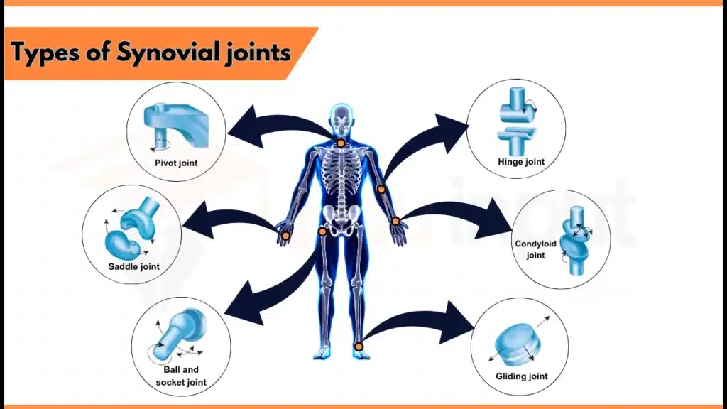 Types of synovial joints Image