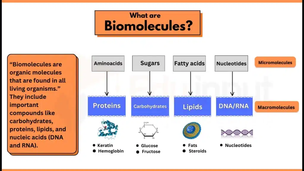 Image showing what are biological molecules