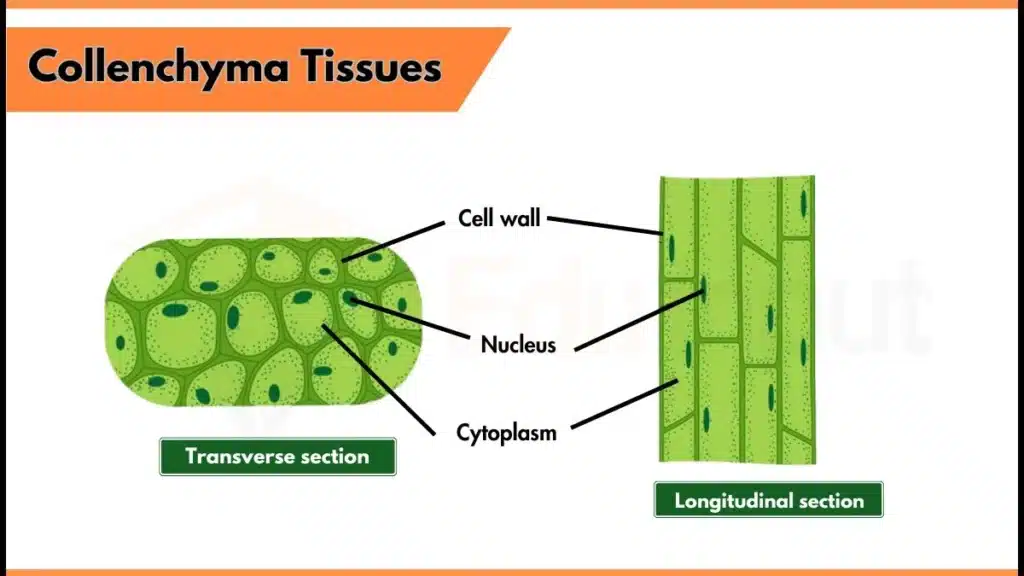 What is Collenchyma Image