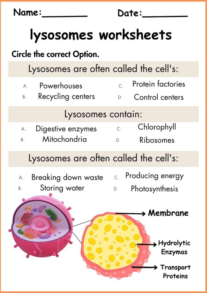 circle the correct option lysosomes worksheets