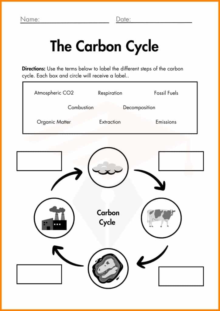 image showing different step The carbon cycle worksheet
