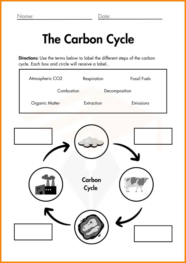 image showing different step The carbon cycle worksheet