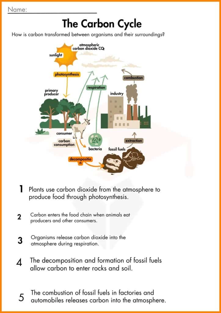 image showing solve the problem The carbon cycle worksheet