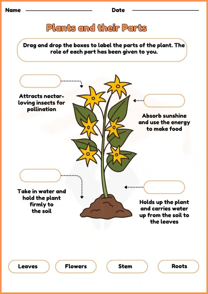 image showing Plants and their Parts worksheet 