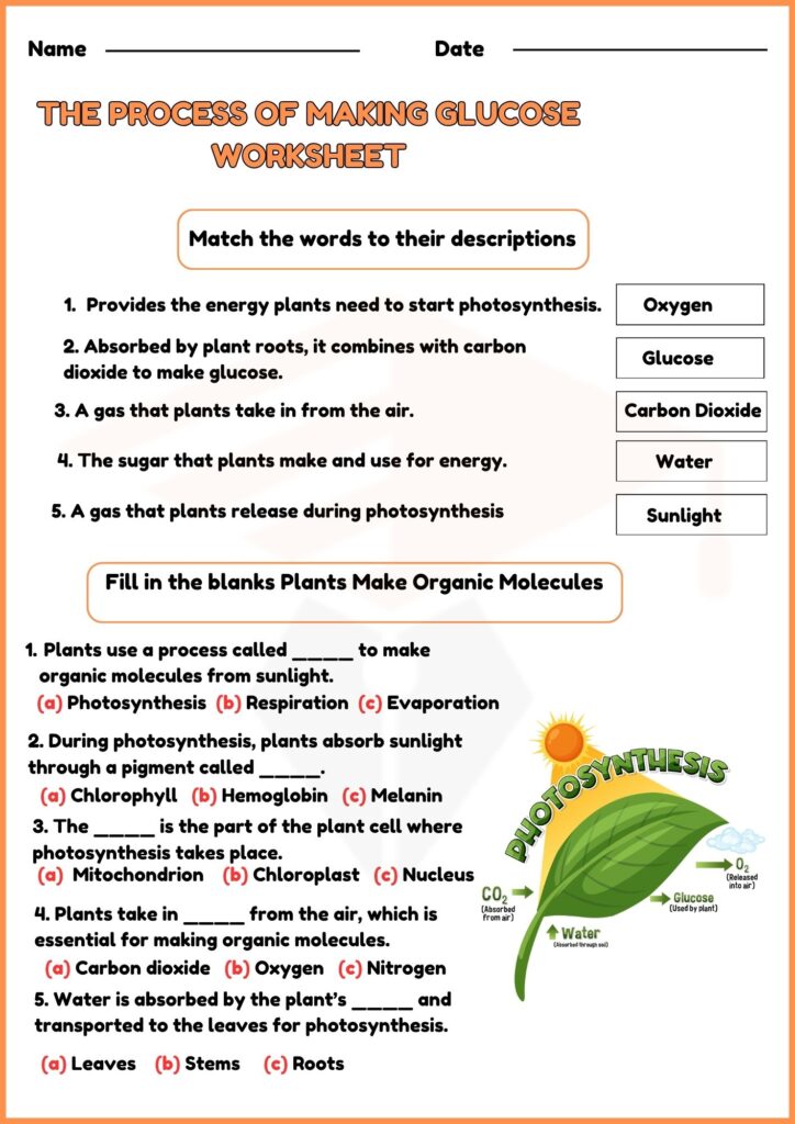 image showing The Process of Making Glucose Worksheet 