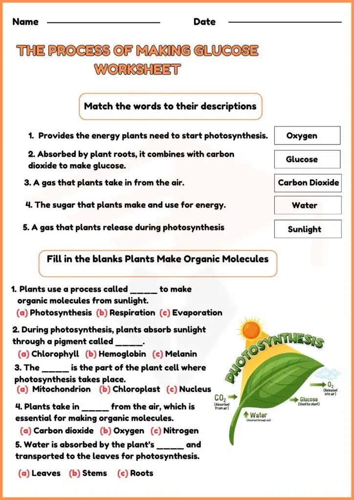 image showing The Process of Making Glucose Worksheet 