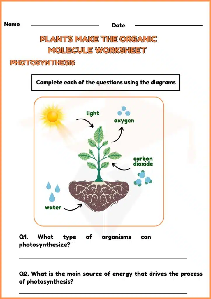 image showing plants make the organic molecule worksheet 