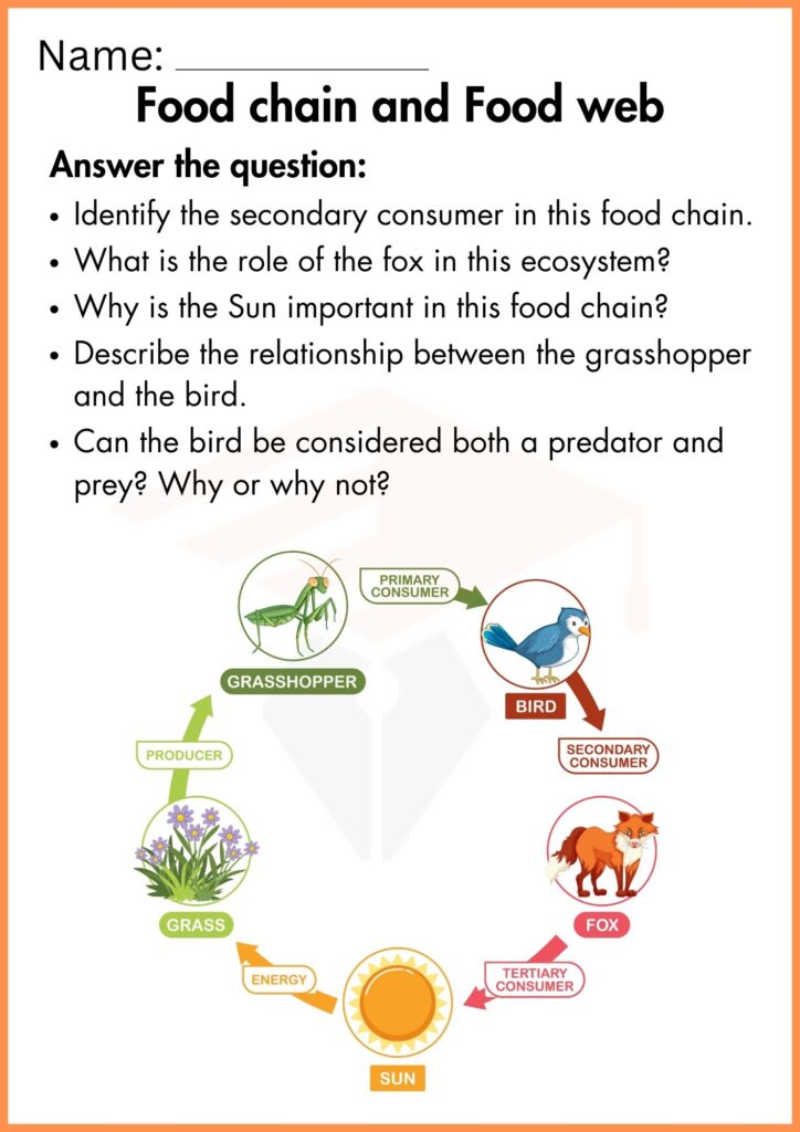 Image showing food chain and food web worksheets