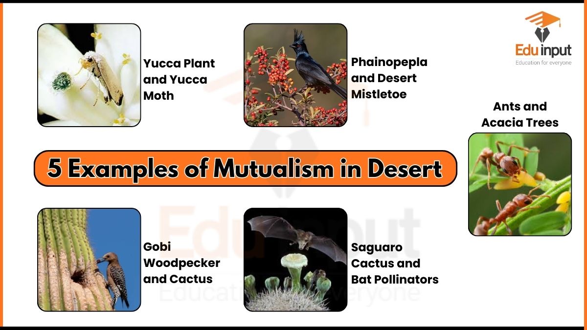 5 Examples of Mutualism in Desert
