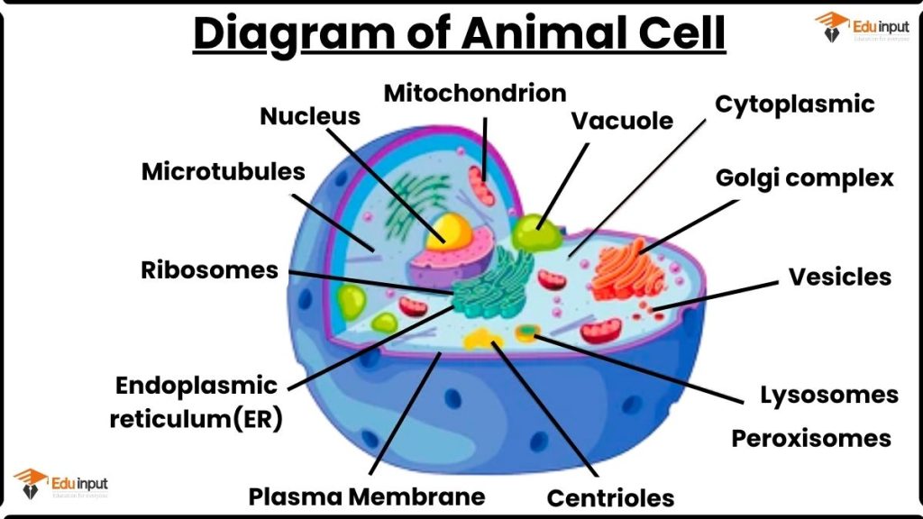 Diagram of Animal Cell