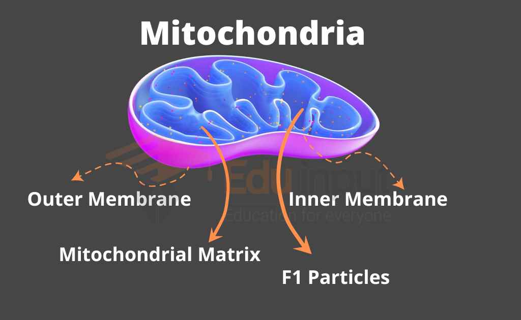labeled diagram of mitochondrial components