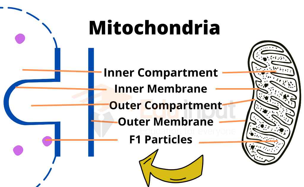 image representing components of Mitochondria