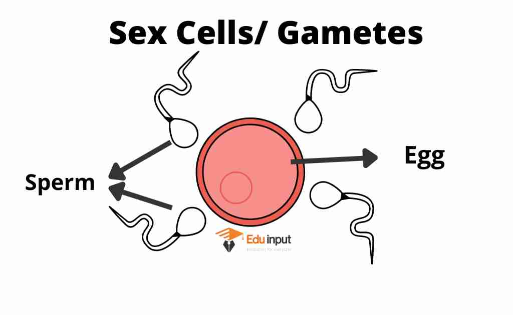 IMAGE SHOWING GAMETES