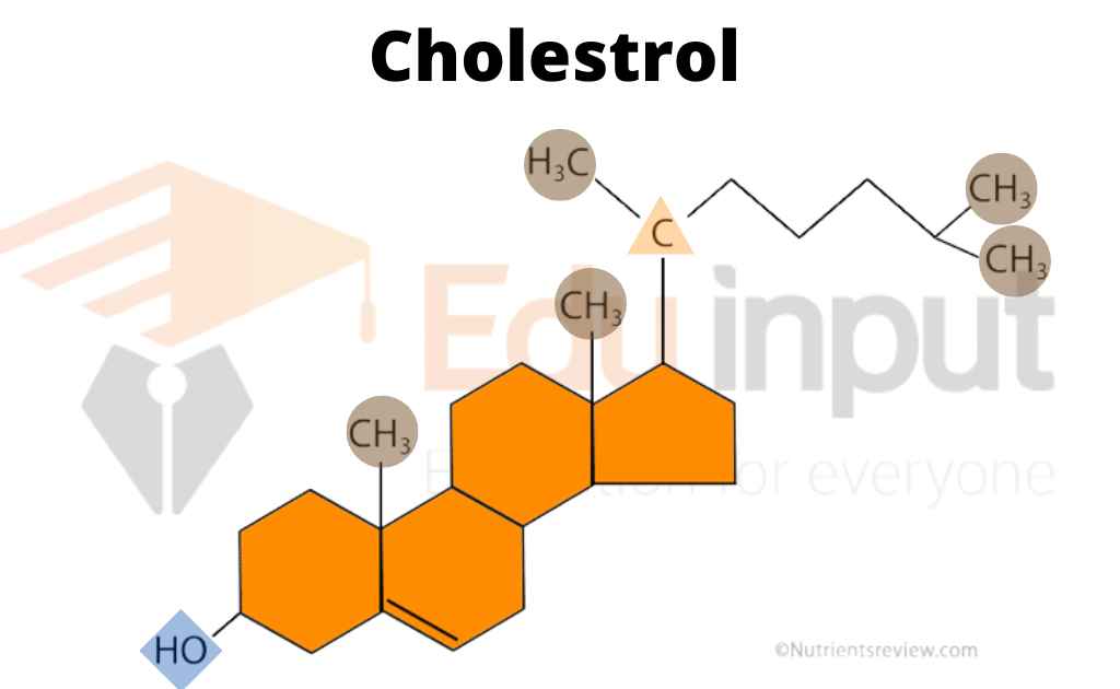 IMAGE SHOWING STRUCTURE AND COMPOSITION OF CHOLESTROL