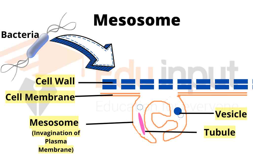 image showing membrane invagination to form mesosome